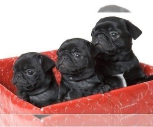 Pug Puppy for Sale in GLENDALE, Colorado USA