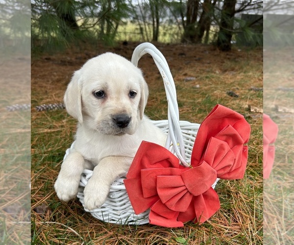 Medium Photo #3 Labrador Retriever Puppy For Sale in MIDDLEBURY, IN, USA
