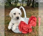 Small Photo #3 Labrador Retriever Puppy For Sale in MIDDLEBURY, IN, USA
