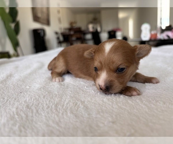 Medium Photo #23 Chihuahua Puppy For Sale in SAN ANTONIO, TX, USA