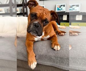 Boxer Dogs for adoption in Burnsville, MN, USA