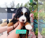 Small #5 Bernese Mountain Dog