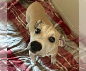 American Staffordshire Terrier Dogs for adoption in Rohnert Park, CA, USA