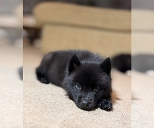 Medium Siberian Husky