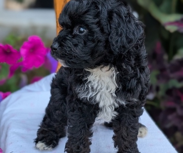 Medium Photo #8 Maltipoo (Toy) Puppy For Sale in GOSHEN, IN, USA