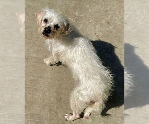 Medium Photo #2 Mutt Puppy For Sale in Newport Beach, CA, USA