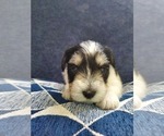 Small Photo #8 Schnauzer (Miniature) Puppy For Sale in LEESBURG, VA, USA