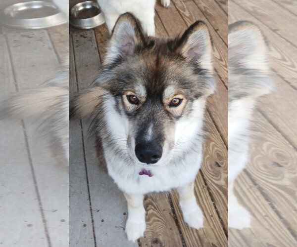 Medium Photo #7 Alaskan Malamute-Keeshond Mix Puppy For Sale in Newfoundland, PA, USA