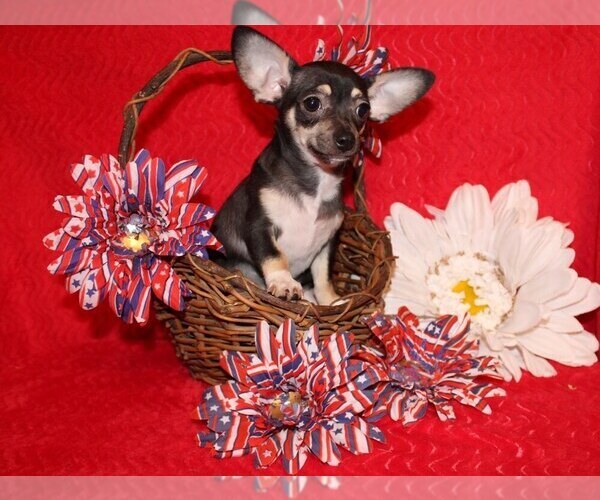 Medium Photo #15 Chihuahua Puppy For Sale in CHARLESTON, AR, USA