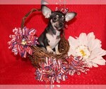Small #14 Chihuahua