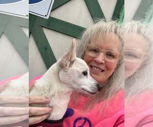 Lizzy - sweet, sweet senior - Female Chihuahua Dog for Adoption - Photo #9