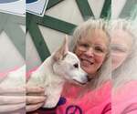 Small Photo #9 Chihuahua Puppy For Sale in Rootstown, OH, USA