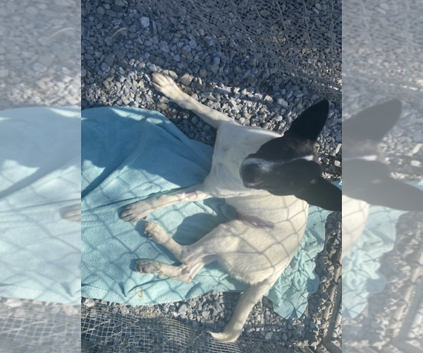 Medium Photo #1 Border Collie-Unknown Mix Puppy For Sale in Unionville, PA, USA