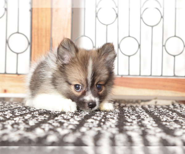 Medium Photo #4 Pomeranian Puppy For Sale in NAPLES, FL, USA