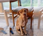Small #1 American Pit Bull Terrier-American Staffordshire Terrier Mix