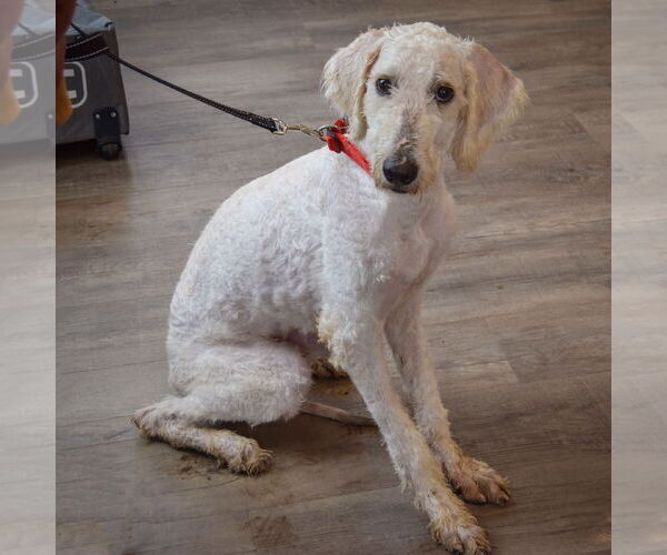 Medium Photo #3 Mutt Puppy For Sale in Huntley, IL, USA