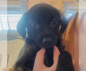 Labrador Retriever-Unknown Mix Dogs for adoption in San Antonio, TX, USA