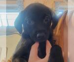 Small Labrador Retriever Mix