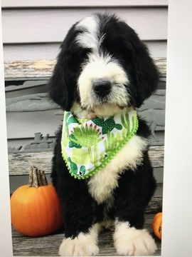 Medium Photo #2 Bernedoodle-Poodle (Standard) Mix Puppy For Sale in RICHMOND, IL, USA