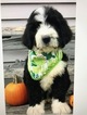 Small Photo #2 Bernedoodle-Poodle (Standard) Mix Puppy For Sale in RICHMOND, IL, USA