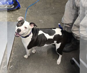 Mutt Dogs for adoption in Evansville, IN, USA