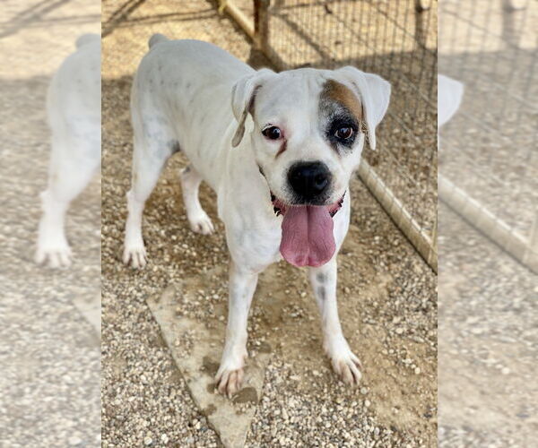 Medium Photo #3 Boxer Puppy For Sale in Austin, TX, USA