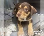 Small #3 Mutt