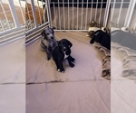 Small Photo #3 Golden Retriever-Great Dane Mix Puppy For Sale in STRUTHERS, OH, USA