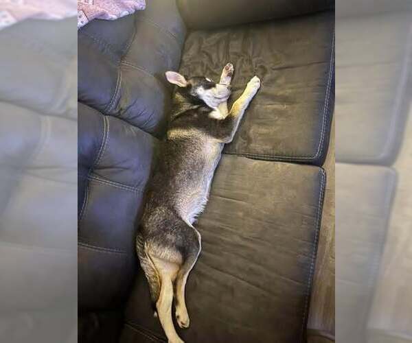 Medium Photo #2 Scottish Collisky Puppy For Sale in Evansville, IN, USA