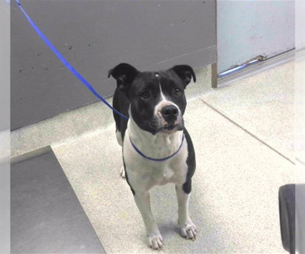 Medium Photo #1 American Bulldog-Unknown Mix Puppy For Sale in Tallahassee, FL, USA
