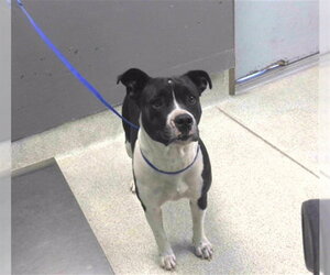 American Bulldog-Unknown Mix Dogs for adoption in Tallahassee, FL, USA
