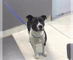 QUEEN - Female American Bulldog-Unknown Mix Dog for Adoption - Small photo