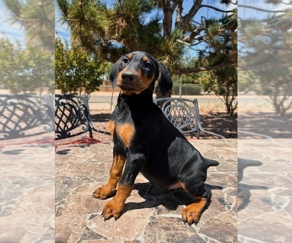 Medium Photo #3 Doberman Pinscher Puppy For Sale in YUCCA VALLEY, CA, USA