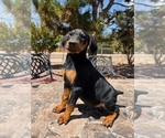 Small #2 Doberman Pinscher