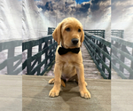 Small Photo #28 Labrador Retriever Puppy For Sale in ALAFAYA, FL, USA