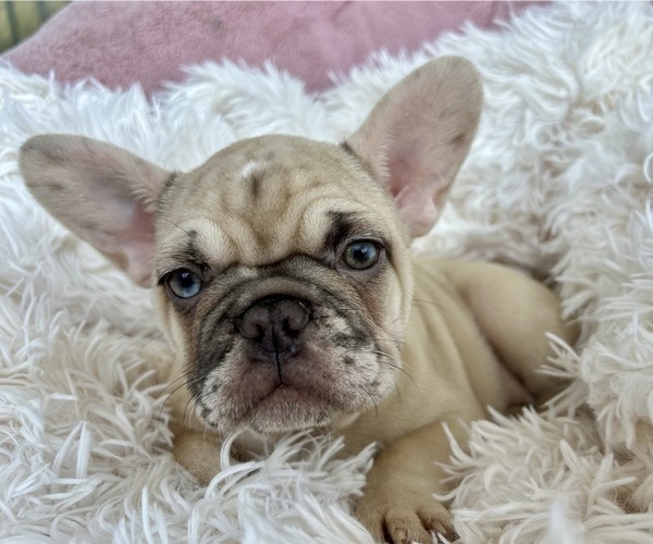 Medium Photo #1 French Bulldog Puppy For Sale in FORT LAUDERDALE, FL, USA