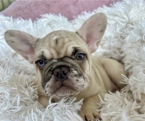 French Bulldog Puppy for sale in FORT LAUDERDALE, FL, USA