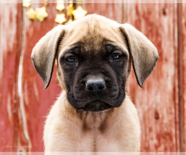 Medium Photo #39 Mastiff Puppy For Sale in WAKARUSA, IN, USA