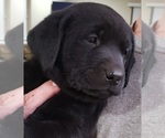 Small #24 Labrador Retriever