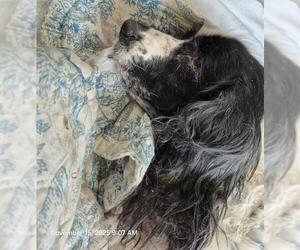 English Springer Spaniel-Unknown Mix Dogs for adoption in San Antonio, TX, USA