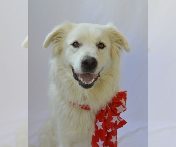 Medium Photo #1 Great Pyrenees-Unknown Mix Puppy For Sale in McKinney, TX, USA