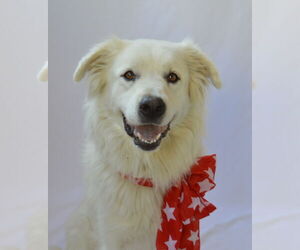 Great Pyrenees-Unknown Mix Dogs for adoption in McKinney, TX, USA
