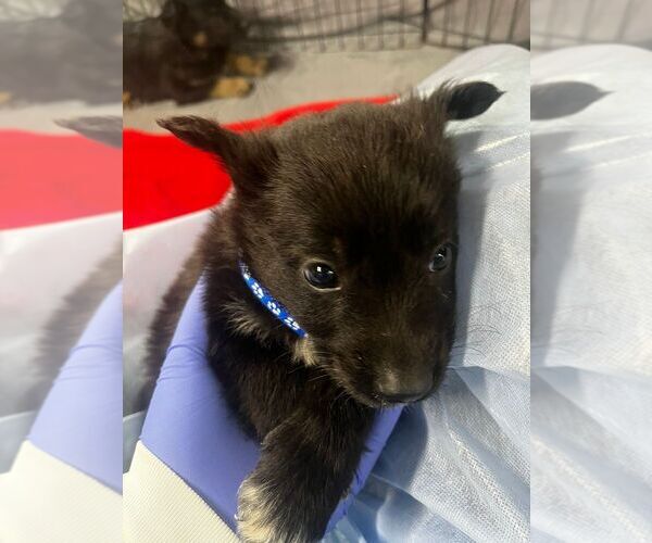 Medium Photo #1 Collie-Unknown Mix Puppy For Sale in Calgary, Alberta, Canada