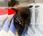 Small Collie Mix