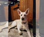 Small Photo #1 German Shepherd Dog Puppy For Sale in WARNER ROBINS, GA, USA