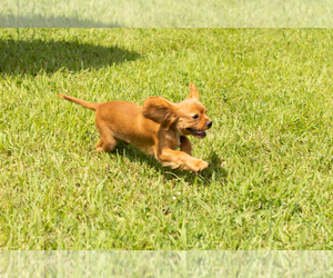 Cavalier King Charles Spaniel Puppy for sale in TOPEKA, IN, USA