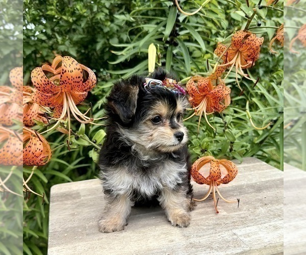 Medium Photo #4 Morkie Puppy For Sale in CASSVILLE, MO, USA