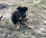Small Photo #4 German Shepherd Dog Puppy For Sale in POTTSVILLE, AR, USA