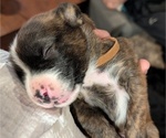 Puppy Beefy Boxer