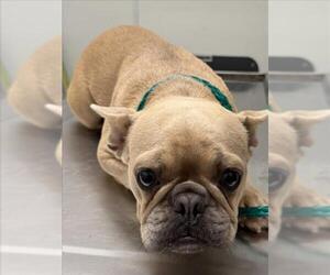 French Bulldog Dogs for adoption in Tracy, CA, USA
